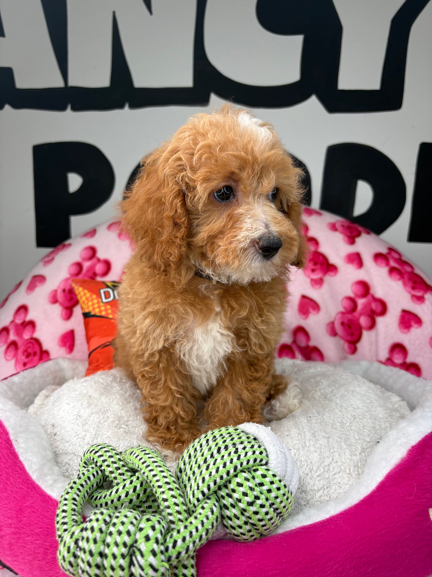 Apricot And White Female Miniture Poodle (Deposit Only, Please Read The Description Below‼️)