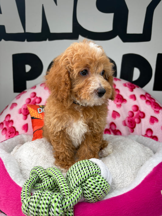 Apricot And White Female Miniture Poodle (Deposit Only, Please Read The Description Below‼️)
