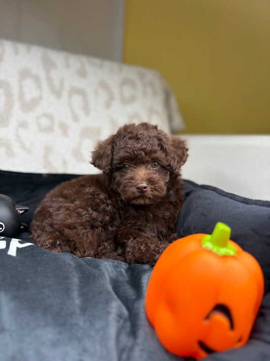 Dark Chocolate Female Toy Poodle 🍫(Deposit Only‼️Please Read The Description Below‼️)