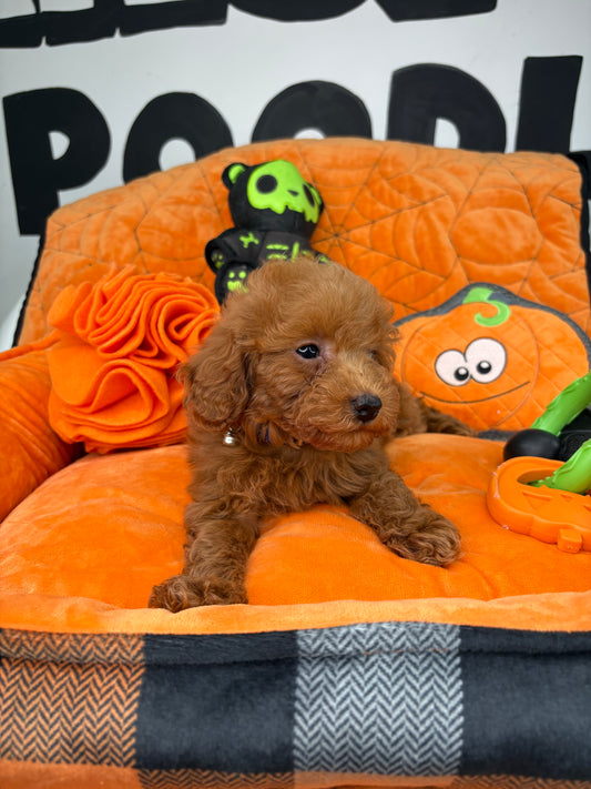 Apricot Female Teacup Poodle ‼️(Deposit Only ‼️ Please Read The Description Below ‼️)