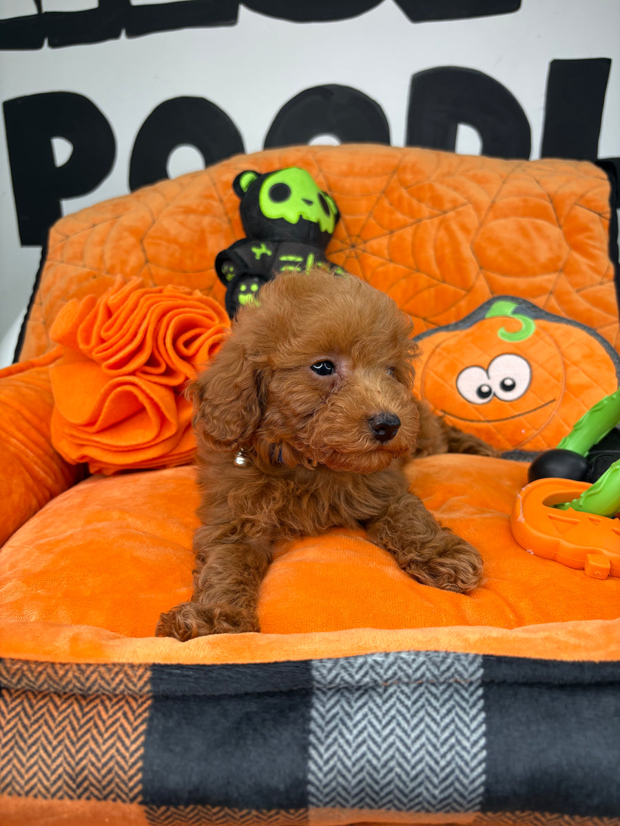 Apricot Female Teacup Poodle ‼️(Deposit Only ‼️ Please Read The Description Below ‼️)