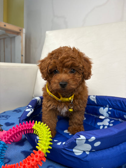 Dark Red Female Toy Poodle (Deposit Only ‼️ Please Read DESCRIPTION Below‼️)