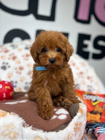 Apricot Male Toy Poodle ( Deposit Only, Please Read The DESCRIPTION Below‼️)