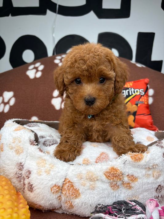 Apricot Male Toy Poodle 🐩 (Deposit Only‼️Please Read The Description Below‼️)