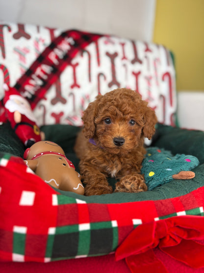 Dark Red Female Toy Poodle (Deposit Only‼️Please Read The Description Below‼️)