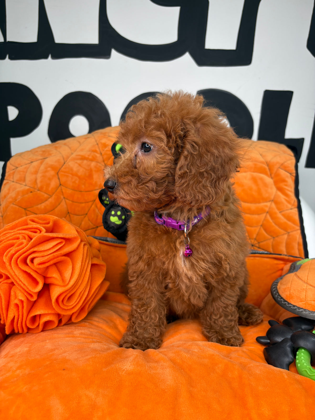 Red Female Miniture Poodle (Deposit Only, Please Read The Description Below‼️)