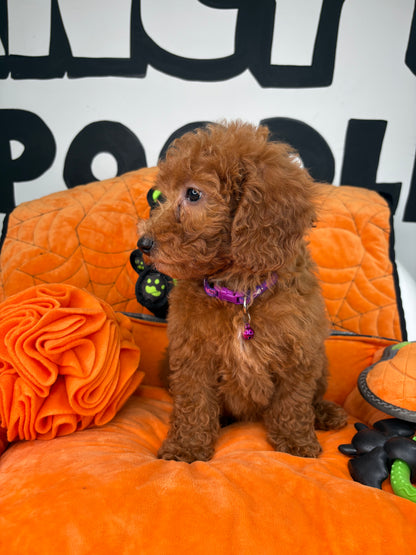 Red Female Miniture Poodle (Deposit Only, Please Read The Description Below‼️)