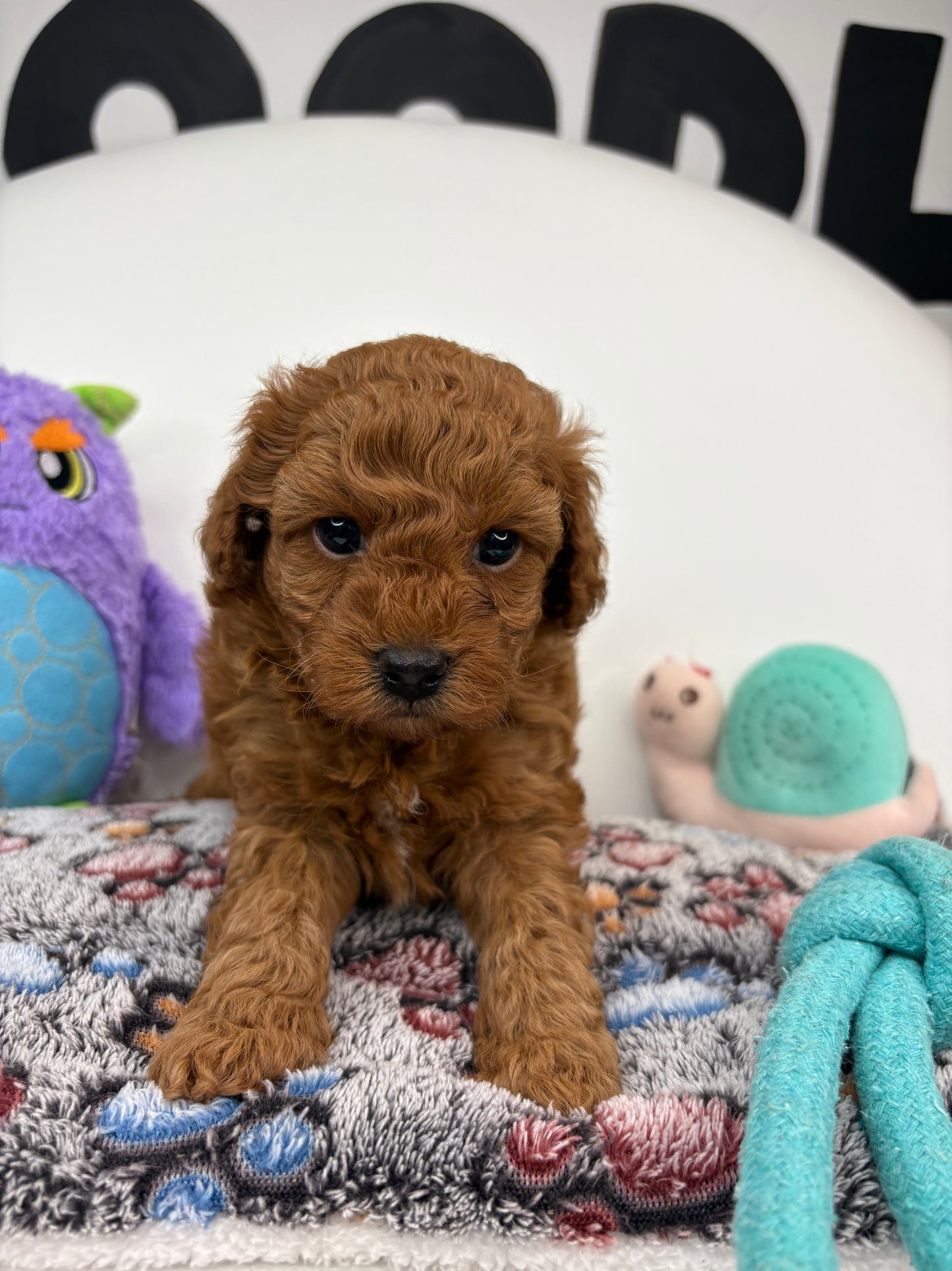 Harper The Dark Red Male Miniature Poodle (Deposit Only ‼️ Please Read The DESCRIPTION Below‼️)