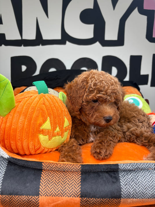 Red Female Toy Poodle ‼️(Deposit Only ‼️ Please Read The Description Below ‼️)