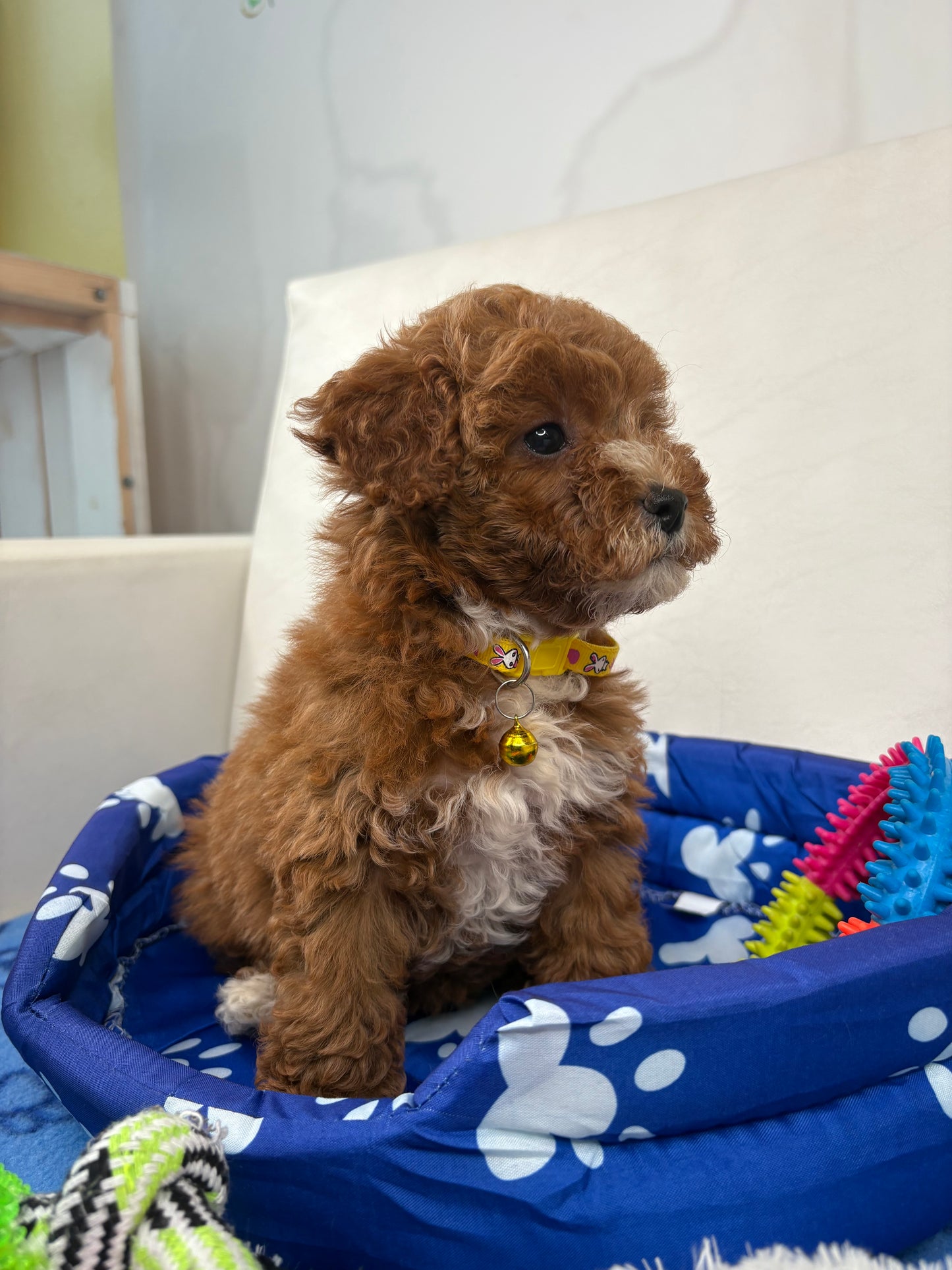 Red And White Female Toy Poodle ‼️ (Deposit Only Please Read The DESCRIPTION Below‼️