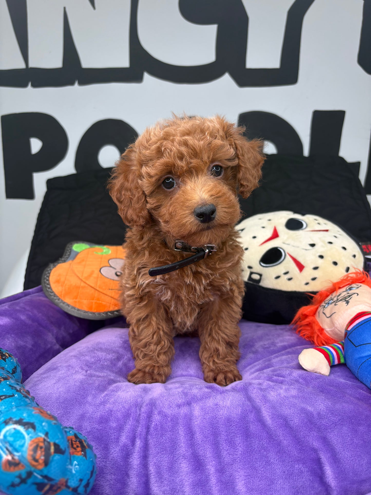 Red Male Teacup Poodle 🐩(Deposit Only ‼️ Please Read The DESCRIPTION Below‼️)