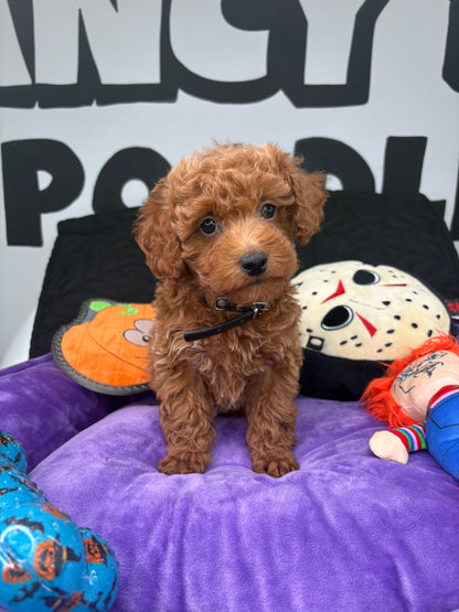 Red Male Teacup Poodle 🐩(Deposit Only ‼️ Please Read The DESCRIPTION Below‼️)