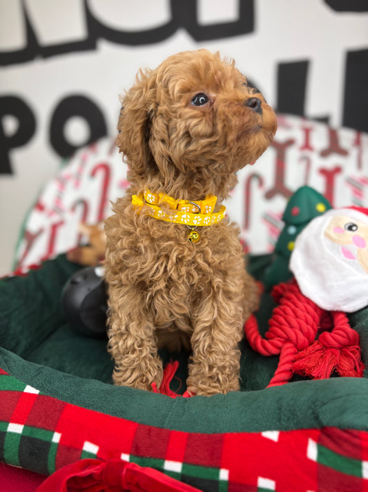 Lucky The Apricot MaleToy Poodle 🐩 (Deposit Only‼️Please Read The Description Below‼️)