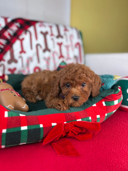 Dark Red Female Toy Poodle 🐩 (Deposit Only‼️Please Read The Description Below‼️)