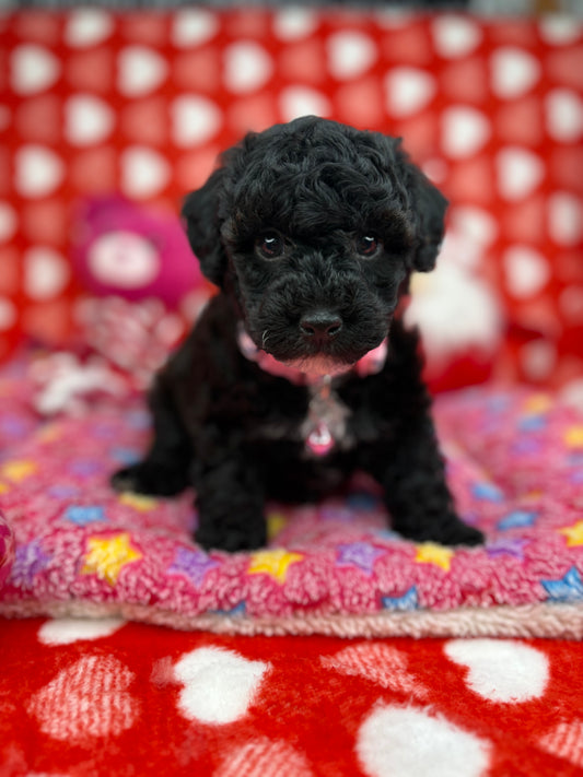 Black Male Teacup Poodle (Deposit Only‼️ Please Read The Description Below‼️)
