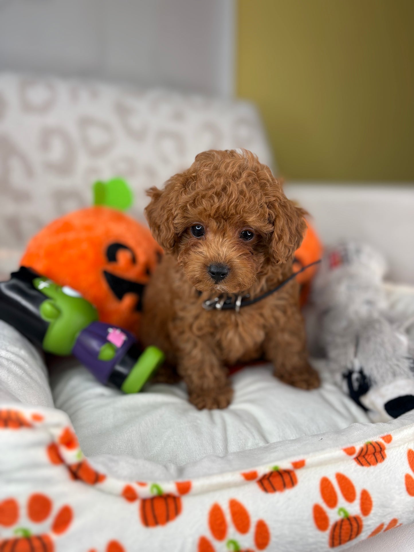 Apricot Male Teacup Poodle (Deposit Only‼️Please Read The Description Below‼️)
