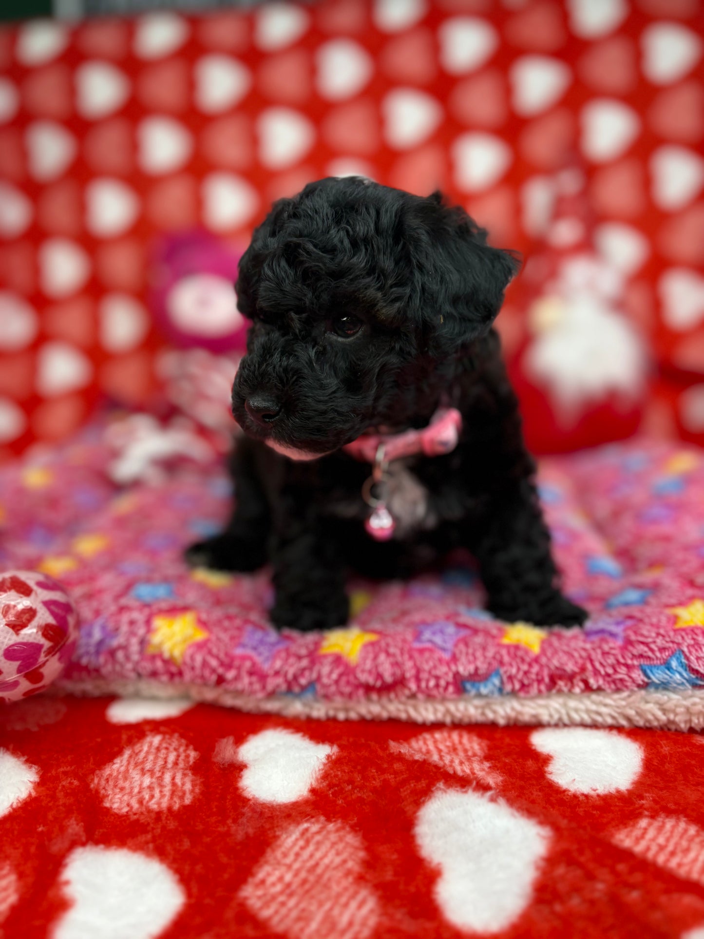 Black Male Teacup Poodle (Deposit Only‼️ Please Read The Description Below‼️)