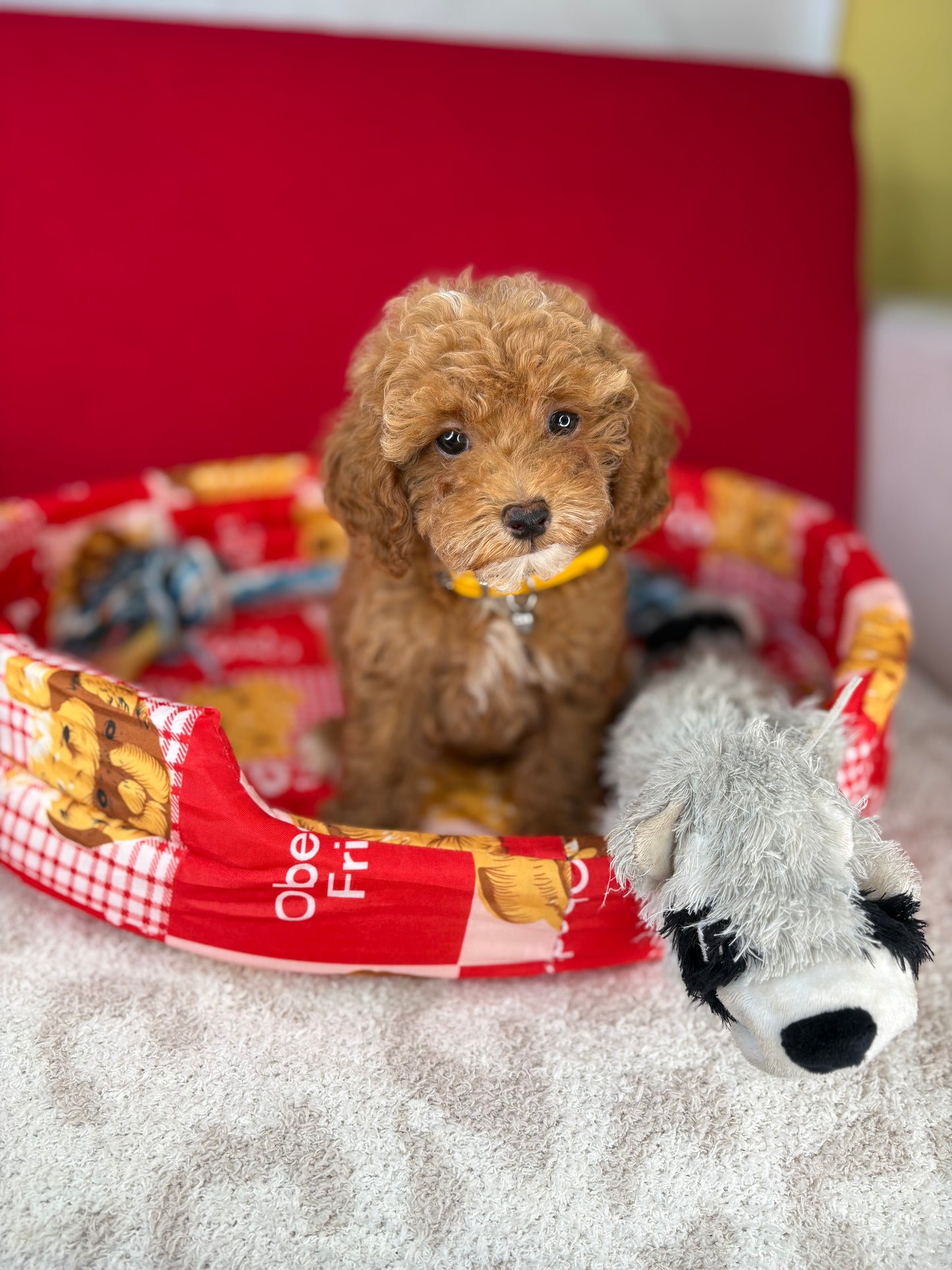 Red And White Female Teacup Poodle (Deposit Only‼️Please Read The Description Below‼️)