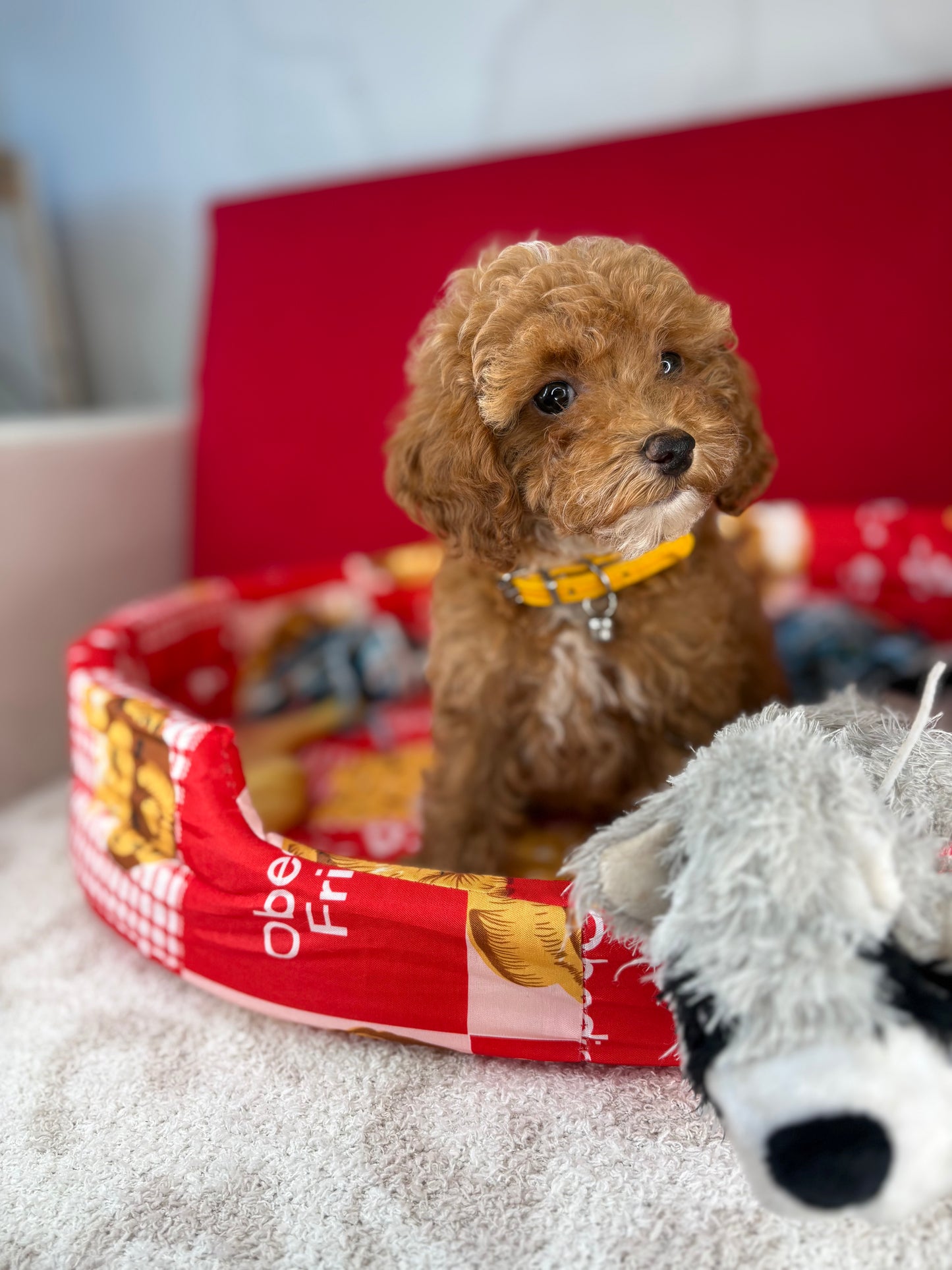 Red And White Female Teacup Poodle (Deposit Only‼️Please Read The Description Below‼️)