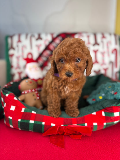 Dark Red Female Toy Poodle 🐩 (Deposit Only‼️Please Read The Description Below‼️)