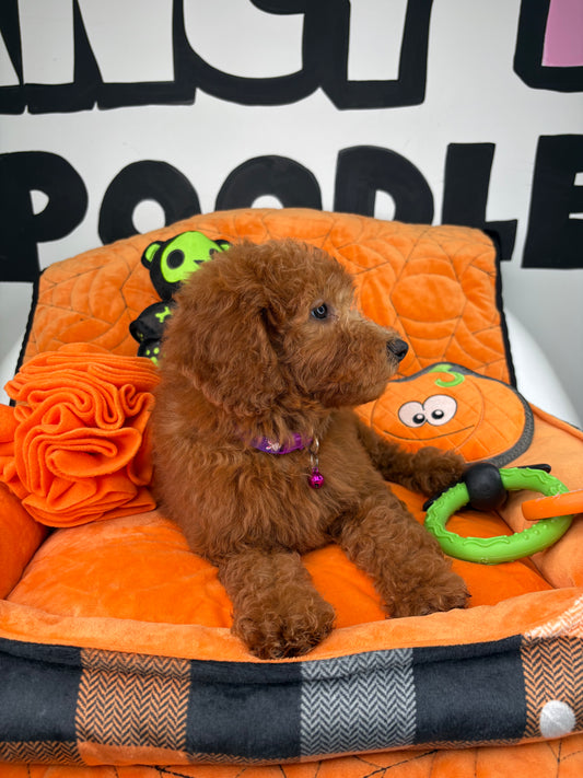 Red Female Miniature Poodle (Deposit Only ‼️ Please Read The DESCRIPTION Below‼️)