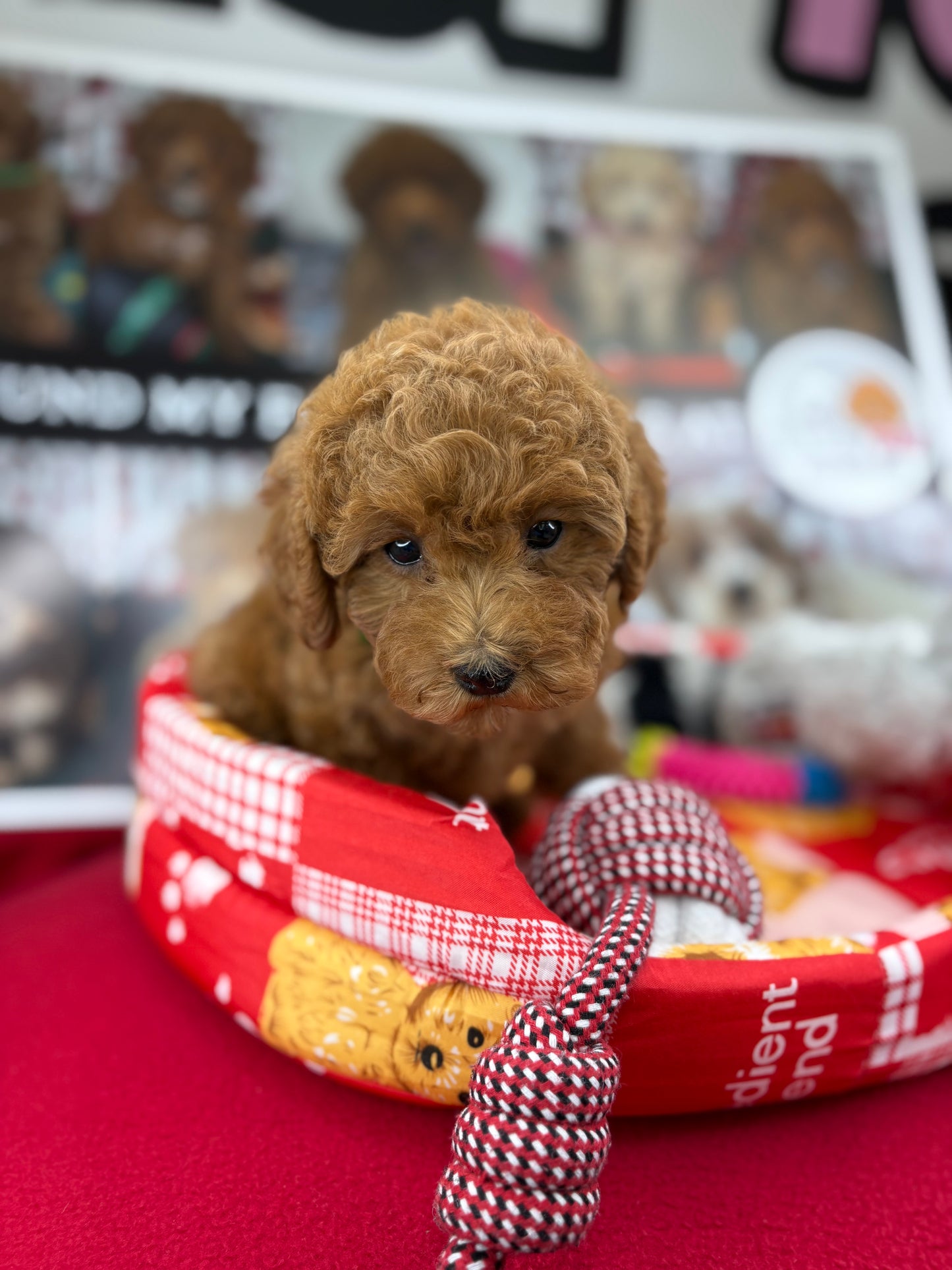 Dark Red Female Toy Poodle (Deposit Only‼️Please Read The Description Below‼️)