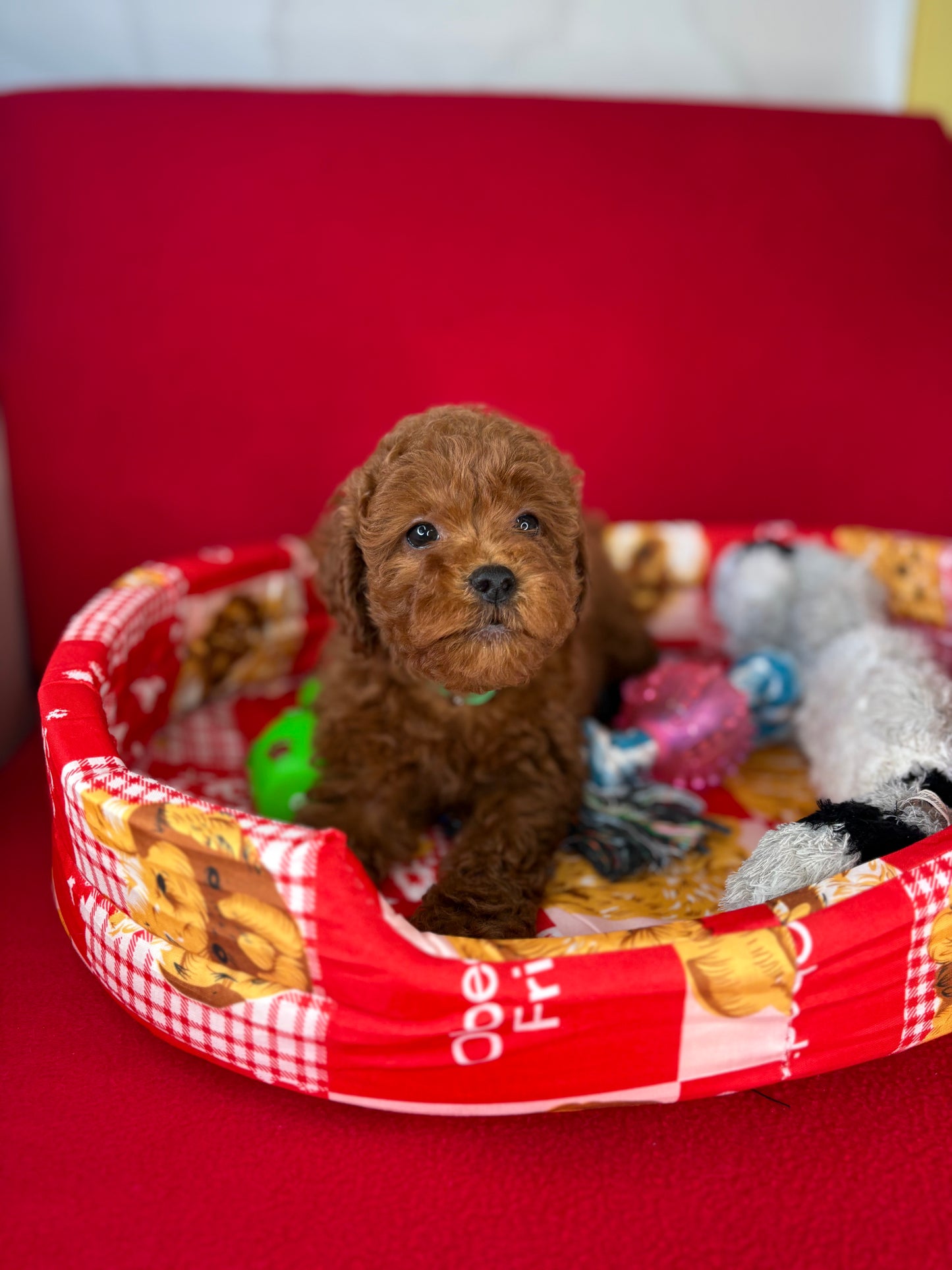 Dark Red Female Toy Poodle ( Deposit Only, Please Read The DESCRIPTION Below‼️)