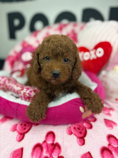 Dark Male Toy Poodle 🐩 (Deposit Only ‼️ Please Read The Description Below ‼️)