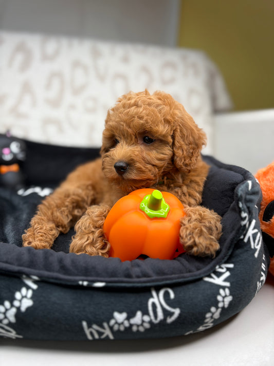 Apricot Male Toy Poodle ( Deposit Only, Please Read The DESCRIPTION Below‼️)