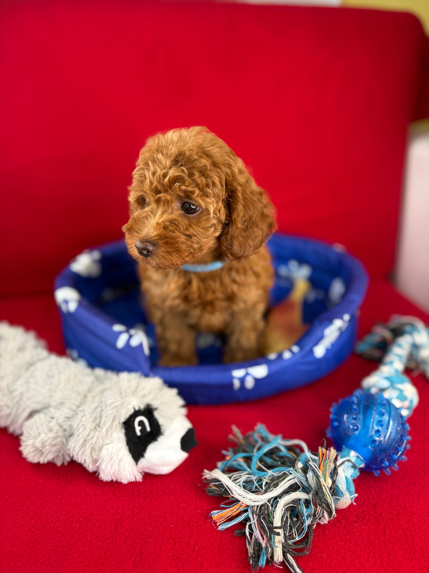 Red Female Toy Poodle (Deposit Only‼️Please Read The Description Below‼️)