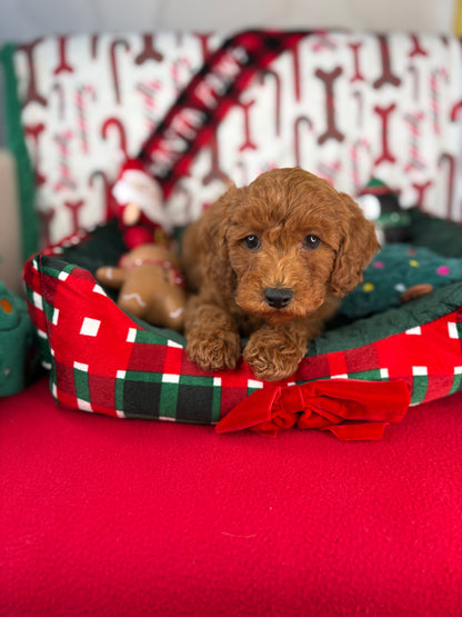 Red Female Toy Poodle 🐩 (Deposit Only‼️Please Read The Description Below‼️)