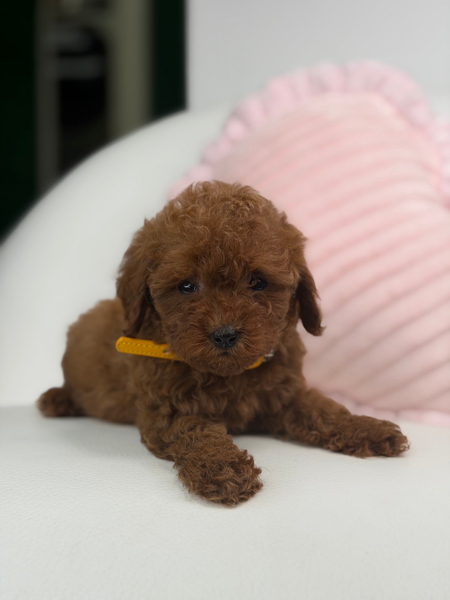 Dark Red Male Teacup Poodle (Deposit Only‼️ Please Red The DESCRIPTION Below‼️)