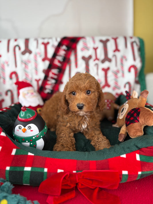 Red Male Toy Poodle (Deposit Only ‼️ Please Read DESCRIPTION Below‼️)