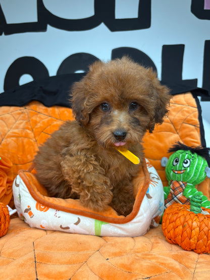 Brindle Male Toy Poodle (Deposit Only, Please Read The Description Below‼️)