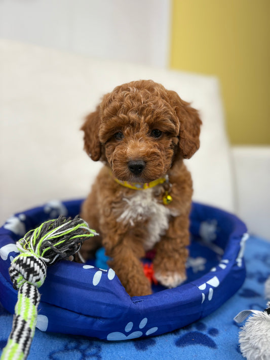 Female Red Toy Poodle (Deposit Only Please Read The DESCRIPTION Below‼️