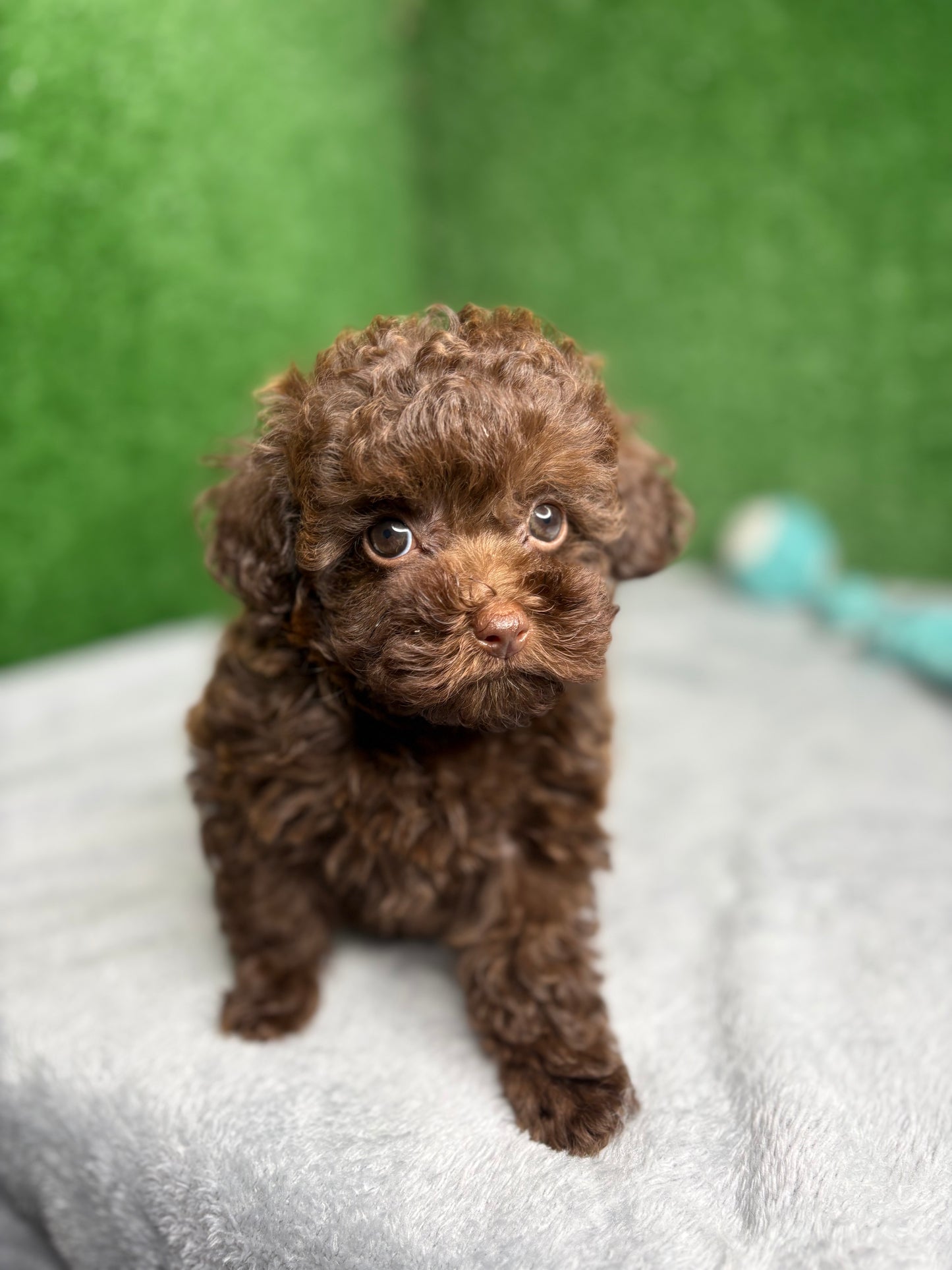King The Chocolate Micro Poodle 🐩 (Deposit Only‼️ Please Read The Description Below‼️)