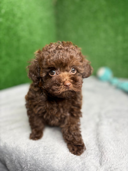 King The Chocolate Micro Poodle 🐩 (Deposit Only‼️ Please Read The Description Below‼️)