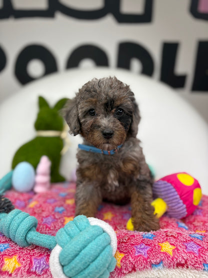 Merle Phantom Female Toy Poodle (Deposit Only ‼️ Please Read DESCRIPTION Below‼️)