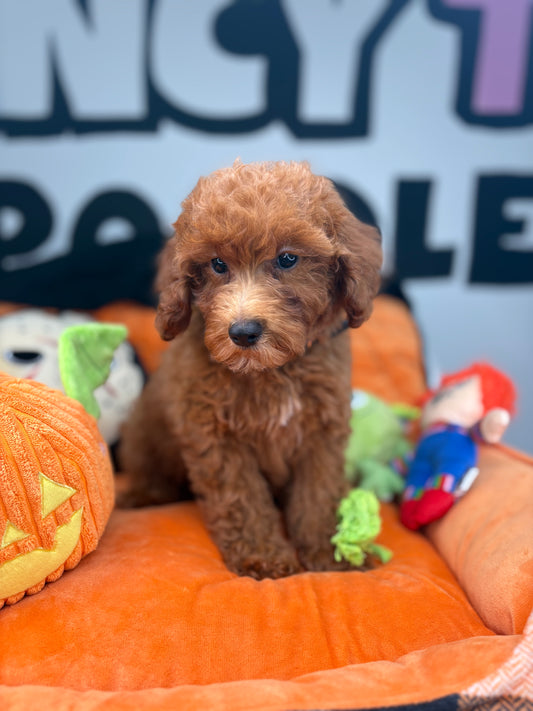 Apricot Male Toy Poodle 🐩 (Deposit Only‼️Please Read The Description Below‼️)