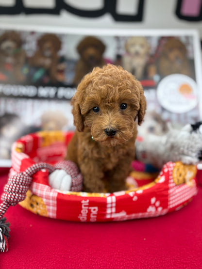 Dark Red Female Toy Poodle (Deposit Only‼️Please Read The Description Below‼️)
