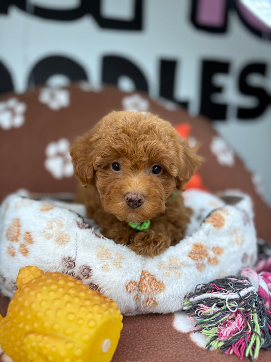 Apricot Female Toy Poodle 🐩 (Deposit Only‼️Please Read The Description Below‼️)