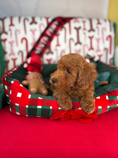 Red Female Toy Poodle 🐩 (Deposit Only‼️Please Read The Description Below‼️)