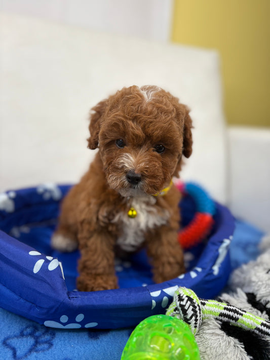 Red And White Female Toy Poodle ‼️ (Deposit Only Please Read The DESCRIPTION Below‼️
