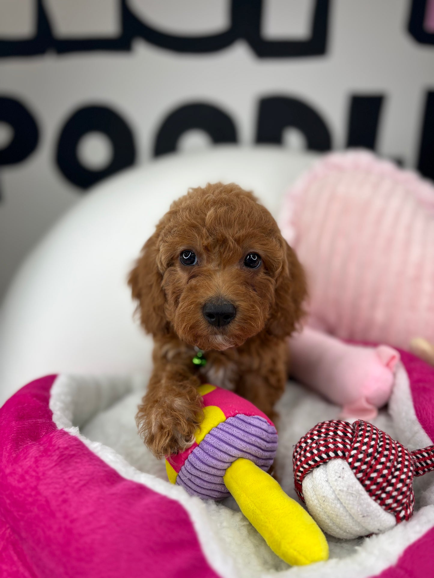 Red Male Miniature Poodle ( Deposit Only, Please Read The DESCRIPTION Below‼️)
