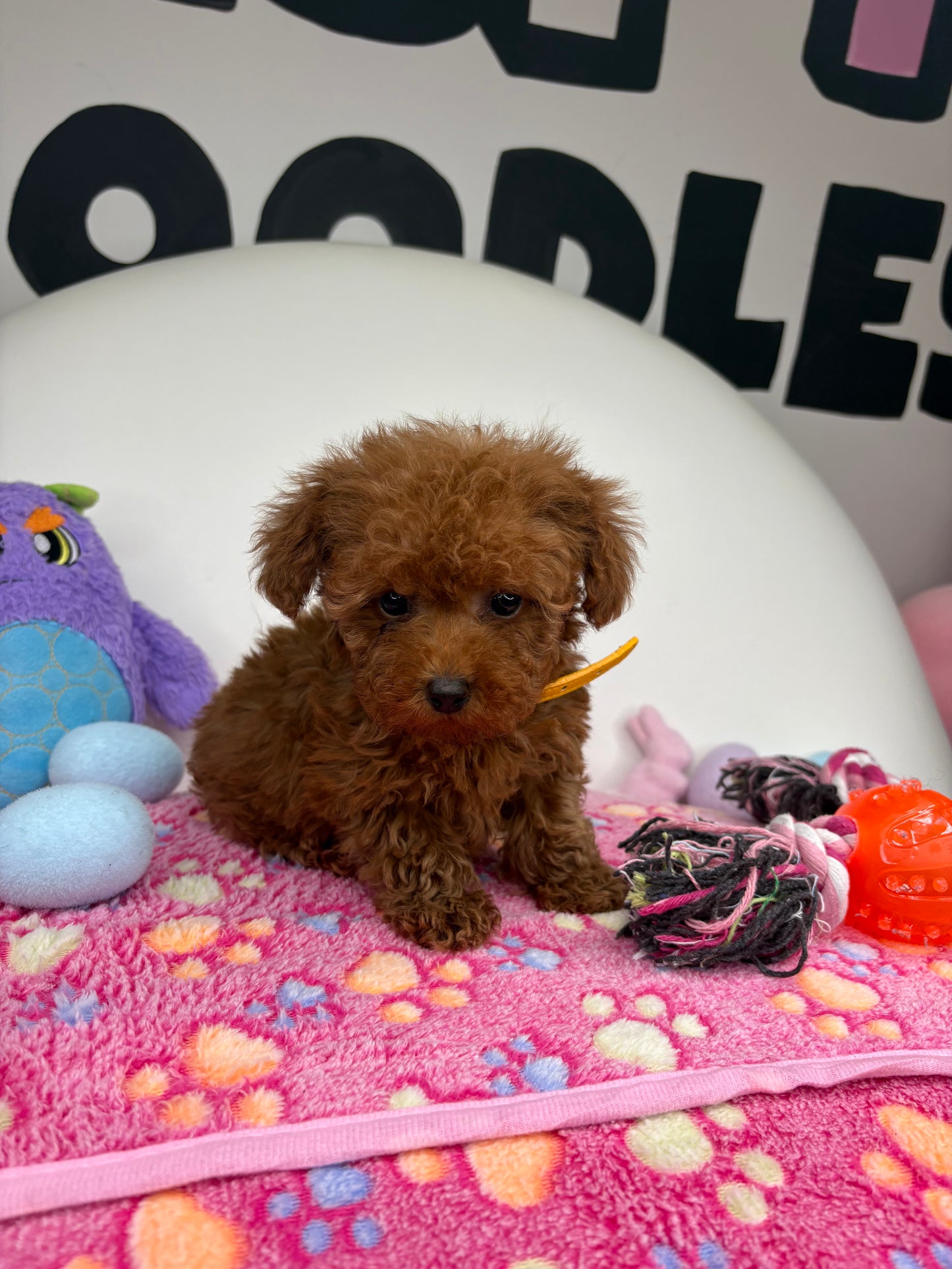 Dark Red Male Micro Poodle (Deposit Only ‼️ Please Read DESCRIPTION Below‼️)
