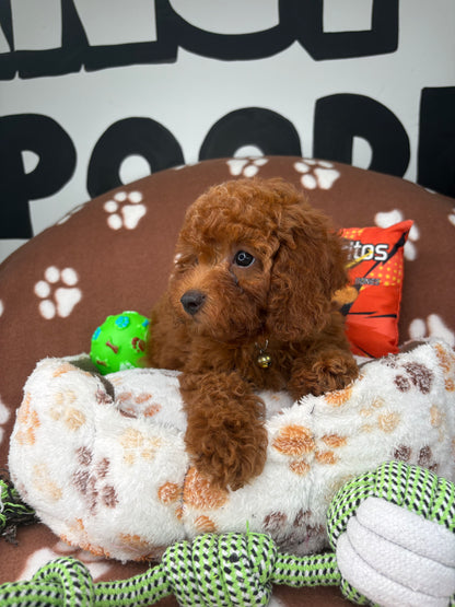 Dark Red Male Miniture Poodle (Deposit Only, Please Read The Description Below‼️)