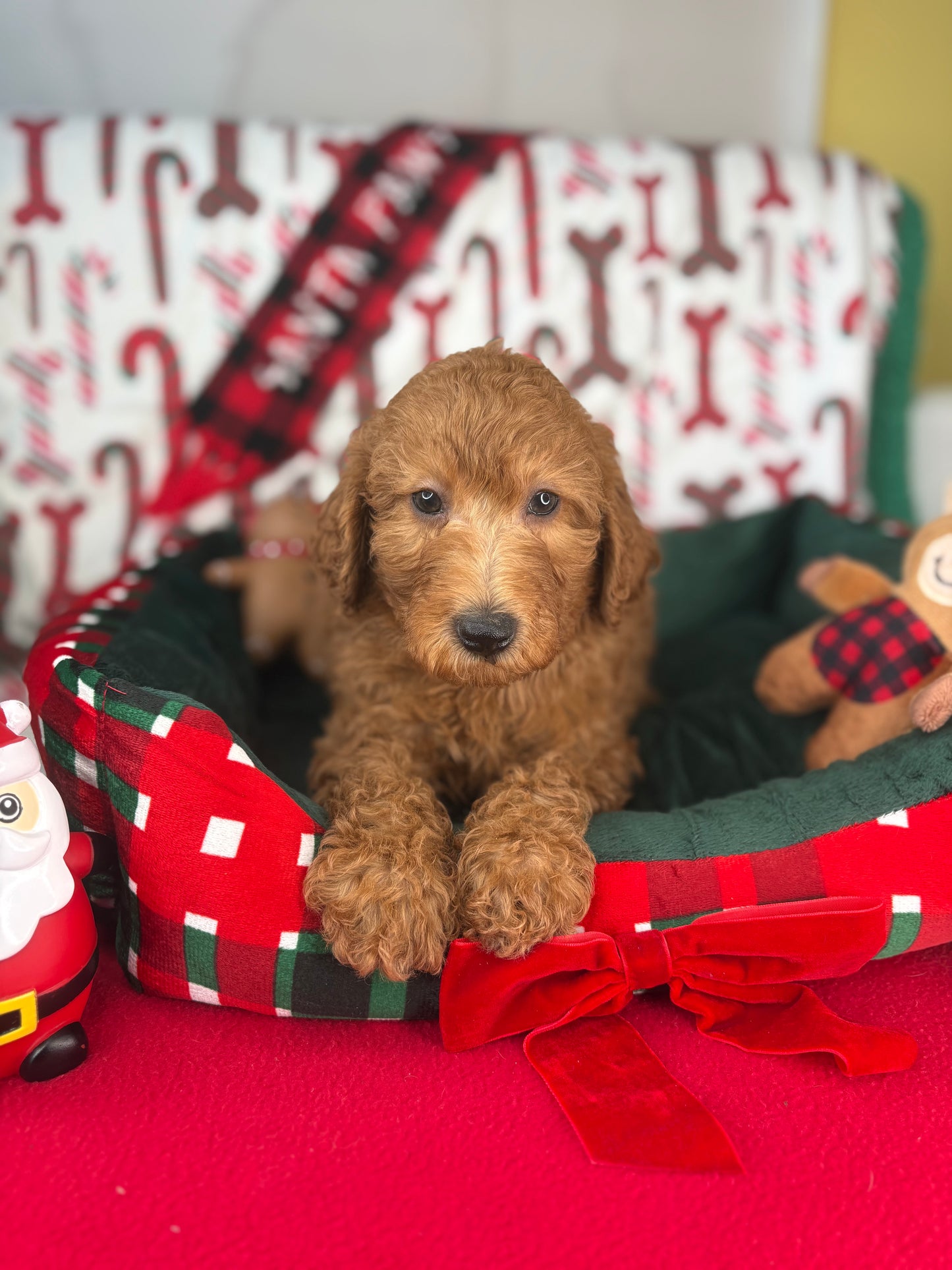 Red Male Miniature Poodle PROMOTION Pup (Deposit Only ‼️Please Read The DESCRIPTION Below‼️)