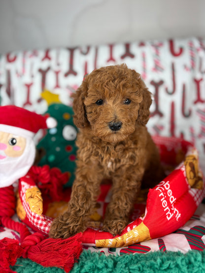 Red Male Toy Poodle (Deposit Only‼️ Please Read The DESCRIPTION Below‼️)