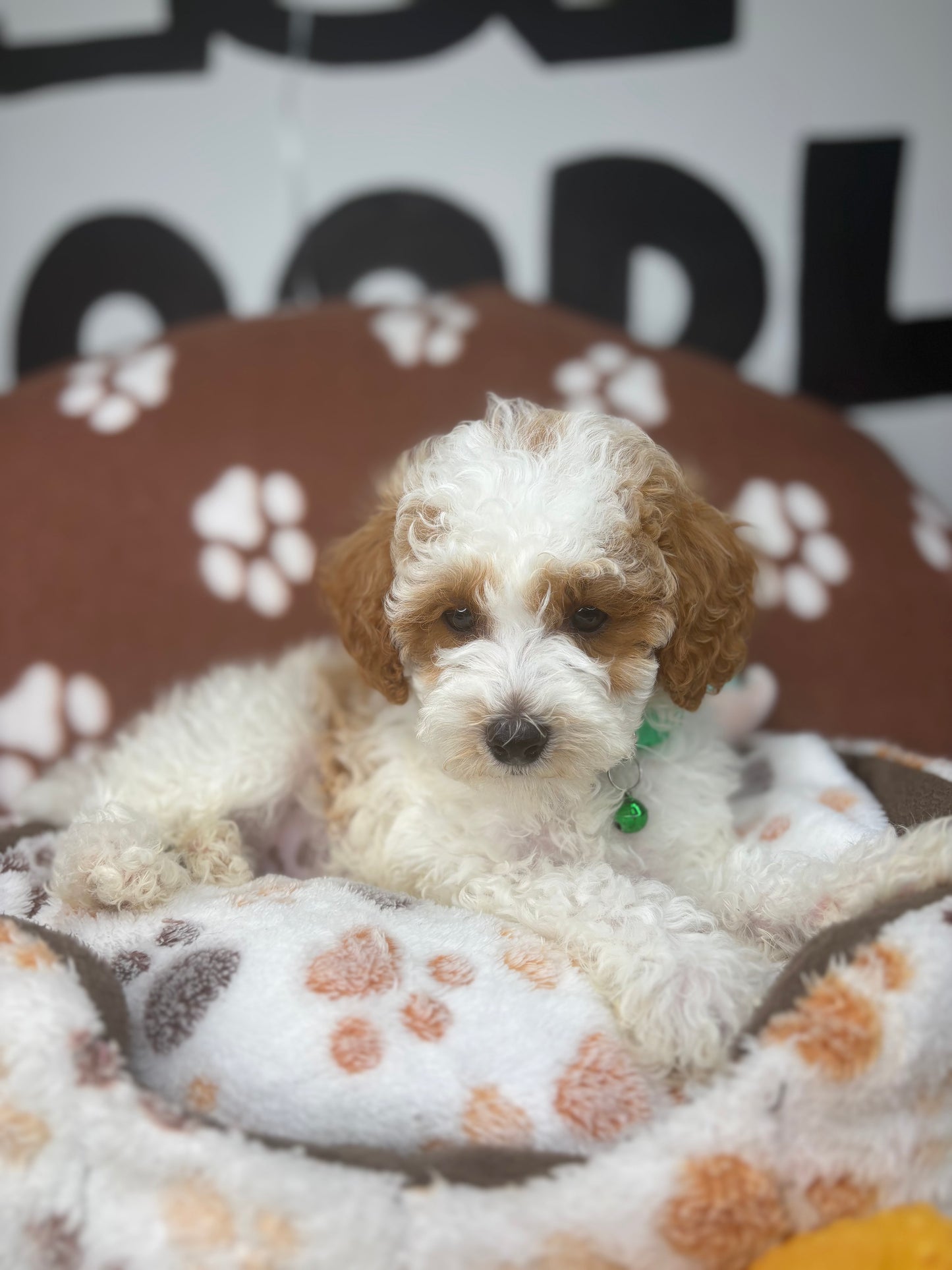 Party Colored Male Toy Poodle ‼️(Deposit Only ‼️ Please Read The Description Below ‼️)
