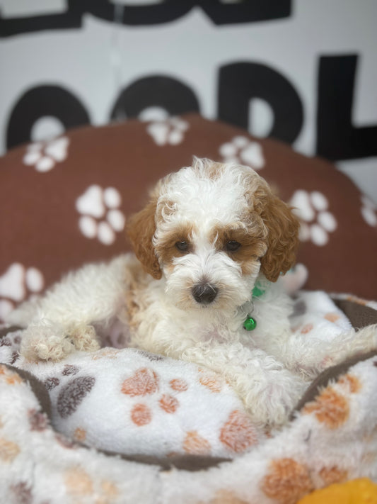 Party Colored Male Toy Poodle ‼️(Deposit Only ‼️ Please Read The Description Below ‼️)